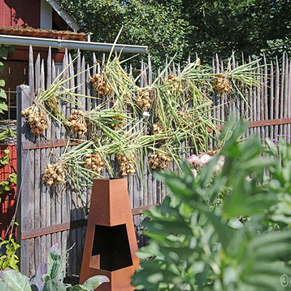 En tredjedel av skörden av potatislök på tork